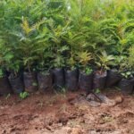 Green Grevillea Tree Seedlings 1ft