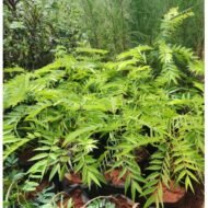 Cassia tree seedlings