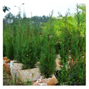 Italian Cypress Trees