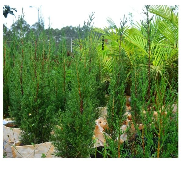 Italian Cypress Trees