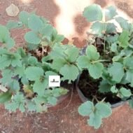 Chandler Strawberry Seedling