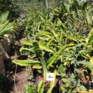 Dragon Fruit Seedlings