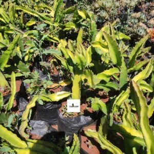 Dragon Fruit Seedlings