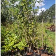 Japonica tree seedlings