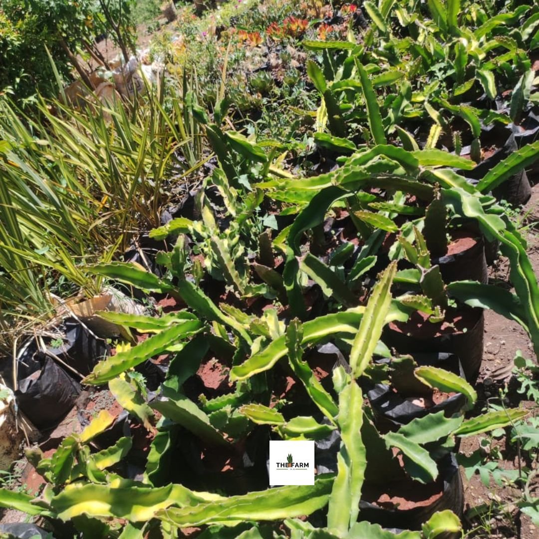 Dragon Fruit Seedlings