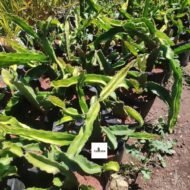 Dragon Fruit Seedlings