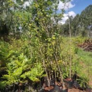 Japonica tree seedlings
