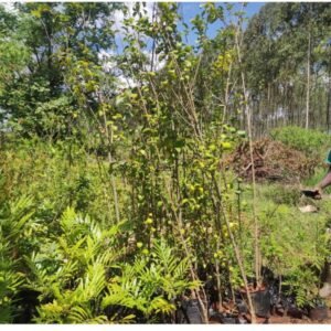 Japonica tree seedlings