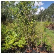 Japonica tree seedlings