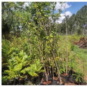 Japonica tree seedlings