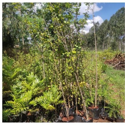 Japonica tree seedlings