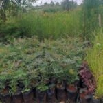 Green Grevillea Tree Seedlings 2ft