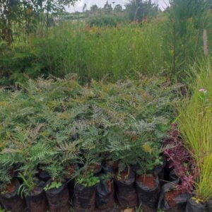 Green Grevillea Tree Seedlings 2ft