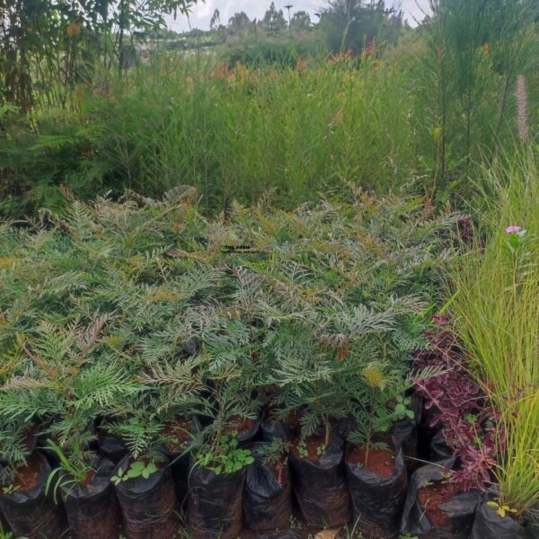 Green Grevillea Tree Seedlings 2ft