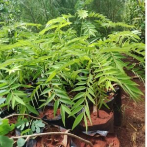 Cassia tree seedlings