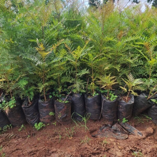 Green Grevillea Tree Seedlings 1ft