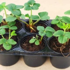 Chandler Strawberry Seedlings