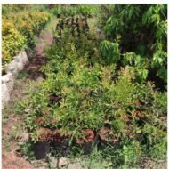 bottle brush tree seedlings