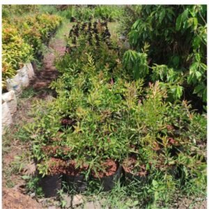 bottle brush tree seedlings