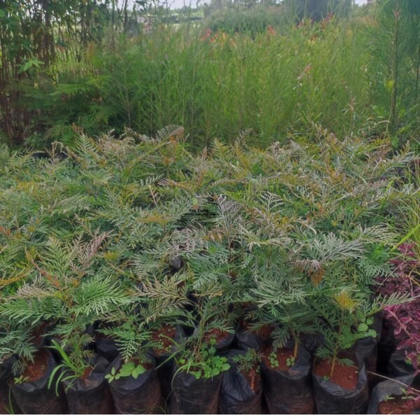 Green Grevillea Tree Seedlings 2ft