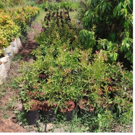 bottle brush tree seedlings