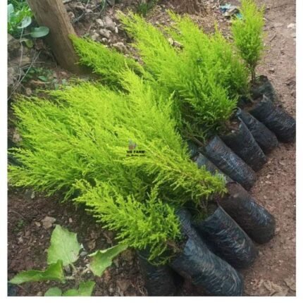 Lemon Cypress Seedlings (1 to 1.5 Feet Tall)