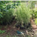 bottle brush tree seedlings