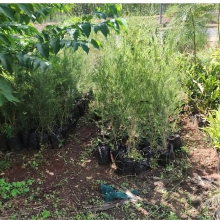 bottle brush tree seedlings