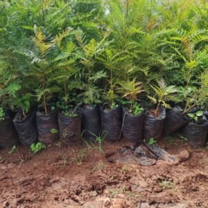 Green Grevillea Tree Seedlings 1ft