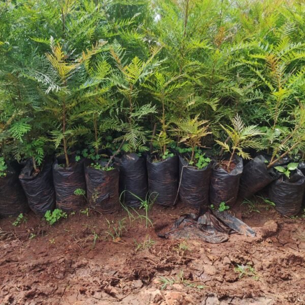 Green Grevillea Tree Seedlings 1ft