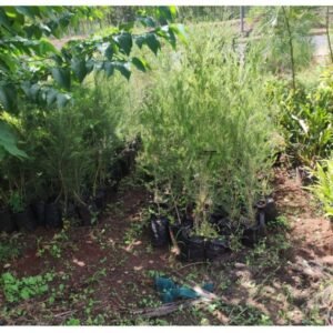 bottle brush tree seedlings