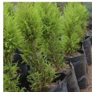 Lemon Cypress Seedlings