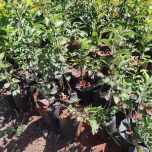 Apple Tree Seedlings