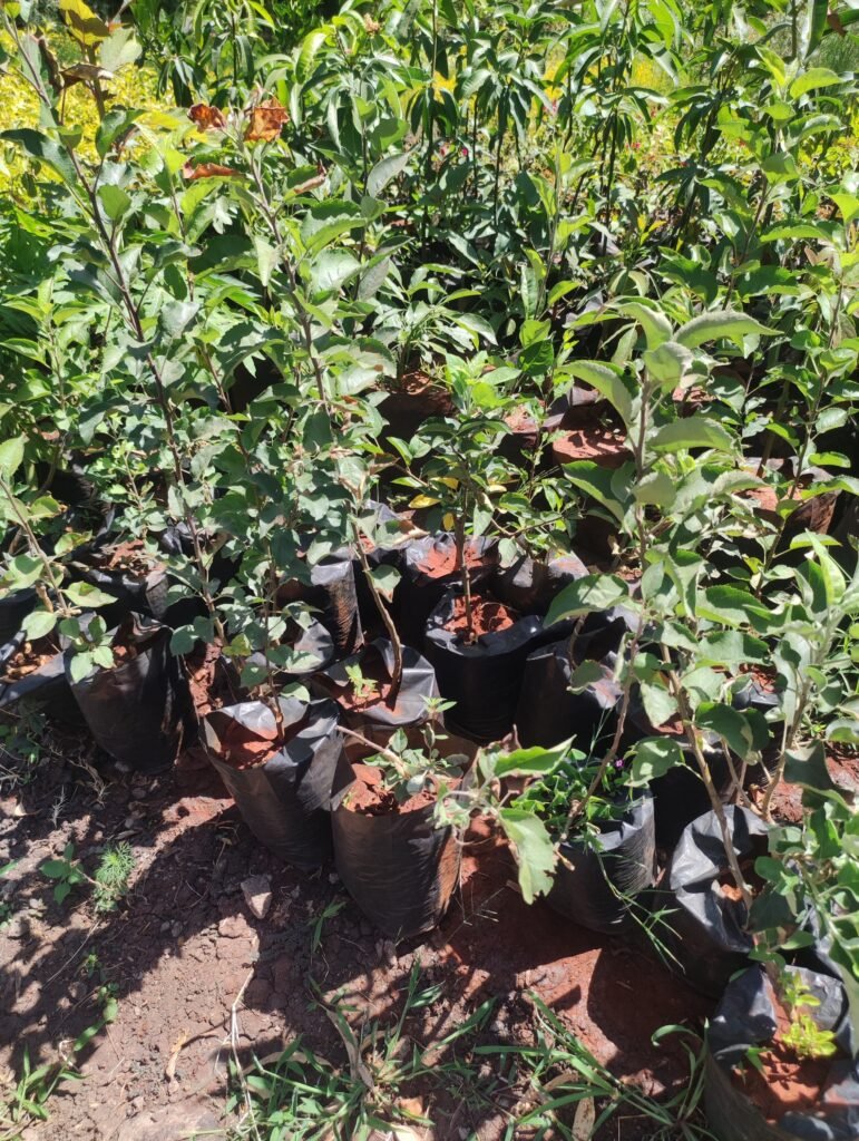 Apple Tree Seedlings