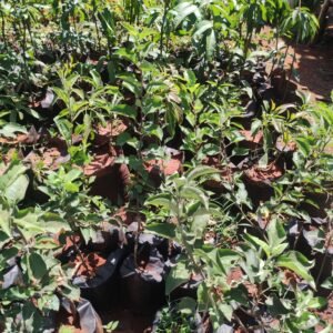 Apple Tree Seedlings