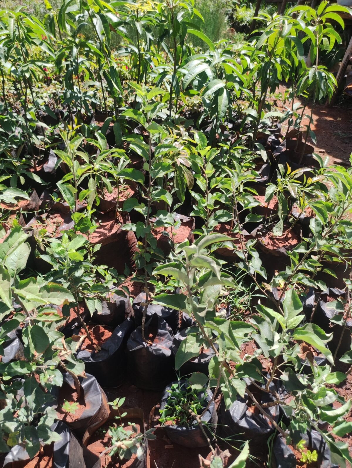 Apple Tree Seedlings