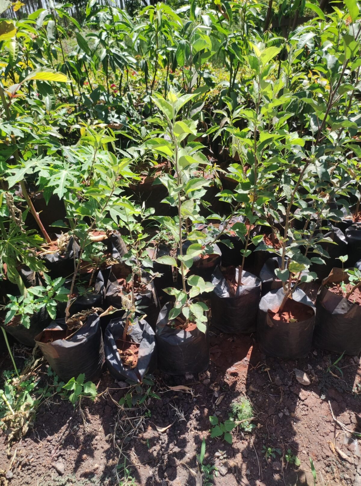 Apple Tree Seedlings