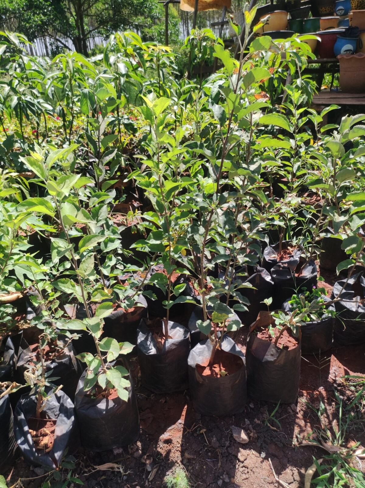 Apple Tree Seedlings