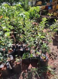 Apple Tree Seedlings