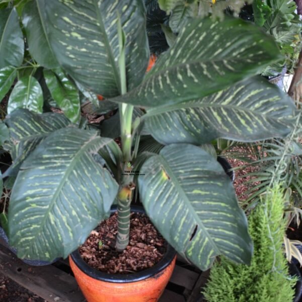 Dieffenbachia Amoena Plant in a Clay Pot