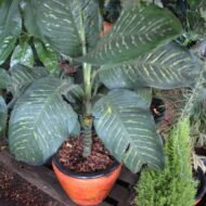 Dieffenbachia Amoena Plant in a Clay Pot