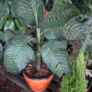 Dieffenbachia Amoena Plant in a Clay Pot