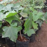 Jatropha curcas plant seedlings