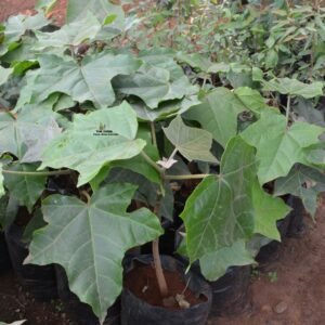 Jatropha curcas plant seedlings