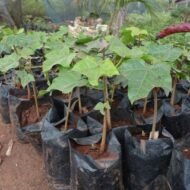 Jatropha curcas plant seedlings