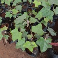 Jatropha curcas plant seedlings