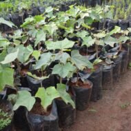 Jatropha curcas plant seedlings