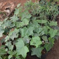 Jatropha curcas plant seedlings