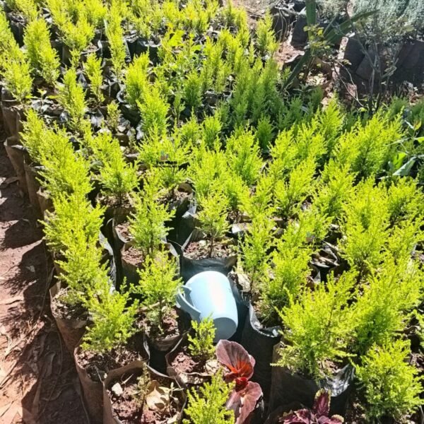 Lemon Cypress Seedling