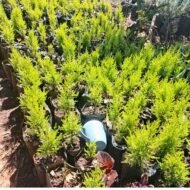 Lemon Cypress Seedling